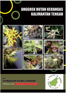 Anggrek Hutan Kerangas Kalimantan Tengah